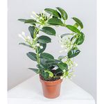 Stephanotis,Ring sling,Madagascar Jasmin 45cm House plant