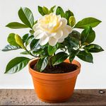 Indoor Flowering Plants