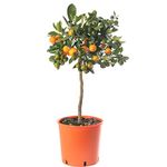 Assorted Indoor Citrus Trees Collection Lemon, Lime, Orange, Grapefruit, Kumquat (Orange Tree (2-3ft))