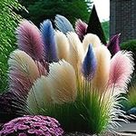 300+ Rare Pampas Mix Color Grass Seeds - Cortaderia selloana for Unique Garden Decor and Plant Collection