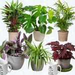 House Plants