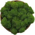 Kaveno Moss Preserved Green Moss for Fairy Gardens, Terrariums Any Craft or Floral Project or Wedding Other Arts (Green, 3 oz)