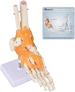 Ultrassist Human Foot Joint Model with Ligaments, 1:1 Scientific Life Size with Lightweight Plastic Base, Includes Anatomy Diagram for Medical Teaching Aid & Training