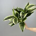 Shirfloral 2 Packs Variegated Hosta