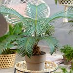 Cycas Revoluta Houseplant | Popular Indoor 30-40cm Potted Plant for Sale