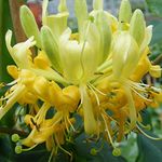 Thompson & Morgan Hardy Perennial Honeysuckle ‘Scentsation’ Deciduous Flowering Climber, Potted Garden Plants Ideal for Cottage Gardens, Walls, Fences, Patio and Containers (1 x 3 litre Pot)