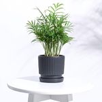 UGAOO Roma Ceramic Pot |Indoor Ceramic Planter for Home, Office, Garden, Balcony - Black (4 Inch)