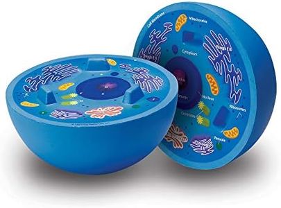 Learning Resources Cross-Section Animal Cell Model, Soft Foam, Early Biology, Classroom Teaching Aid, Grade 4+