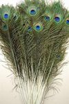 PARNAIRA Real Peacock Feather Tails for Home Decorative Full Length More Pankh Feathers, Pack of 12 Piece Peacock Feathers