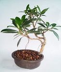 Mini Bonsai Tree Kit Instructions