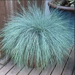 3 x Festuca Intense Blue - Blue Grass Plants Ready to Plant in 10.5cm Pots.