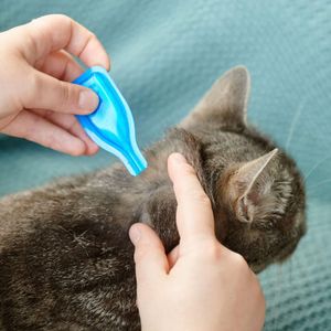 Beaphar FIPROtec Cat Flea & Tick Spot-On Treatment, 6 Pack