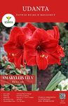 Udanta Amaryllis Lily Imported Flower Bulbs Big Size for Perennial Gardening – Qty 3pcs (Red)