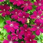 Clematis 'Rouge Cardinal' Hardy Deciduous Climber Plant Garden Shrub | 9cm Pot