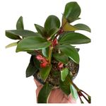 4in Goldfish Plant, Nematanthus Perianthomega x Gregarious 'Tropicana', Indoor Plant, Real Plant, Live Plant, Plant for Office (Goldfish Plant - Nematanthus perianthomega x Gregarious 'Tropicana')