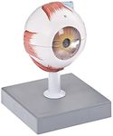 ISKO® Human Eye in 7 parts, 6 Times Enlarged