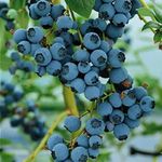 Blueberry Bluecrop Fruit Bush Reliable and Heavy cropping mid Season Variety with Large Fruit Ideal for Patio and containers Grown in 9cm Square Pot