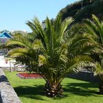 YouGarden Phoenix Palm Tree, Established 60-80cm Tall Tree in a 15cm Pot, Exotic Tropical Patio Plants Perfect for Gardens or House Plants