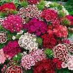 Sweet William Wee Willie Dwarf Mixed 100 Seeds