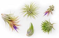 Ionantha Air Plants Live Tillandsia