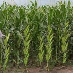 Vihaan Hybrid Maize seeds | Hybrid Makka seeds | Sweet Corn seeds Highest yield Verity 250g