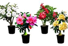 Adenium plant grafted different colour - Beutiful Flower For Your Garden (PACK OF 4-DARK PINK & RED & WHITE & YELLOW)