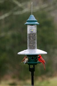 Jacobi Jayne Buster Plus Squirrel-Proof Bird Feeder, Metal, Green