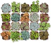Altman Plants, Live Succulent Plant