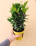 Laurus nobilis, Bay tree, Large plant in a 13cm pot, Cooking bay Leaf Tree Herb