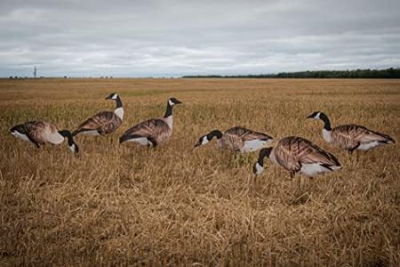 Real-Geese 1 Doz Vivid Series Silhouette Decoys