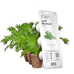 Click and Grow Smart Garden Leaf Mustard Plant Pods, 9-Pack