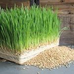 Wheat grass seeds for cat,High germination rate (1000 seeds)