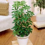 1 x Schefflera Nora Dwarf Umbrella Plant | Premium Compact Houseplant for Sale | 40-50cm with Pot