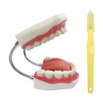 YOUYA DENTAL Large Anatomical Teeth Model Dentist Teaching Oral Hygiene Care Model with Toothbrush 8.66 5.9 5.5 inches Tooth Model Evolution Display Tools for Teaching and Study