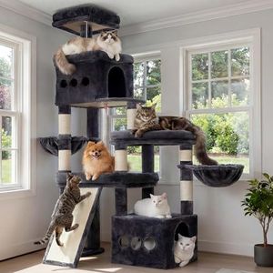 Heybly Cat
