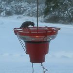 Backyard Bird Centre Hummer Hearth Hummingbird Feeder Heater, Made in The U.S.A. (Feeder NOT Included)