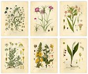 Vintage Botanical Prints | Wildflower Wall Art by Ink Inc. | Boho Home Decor | Farmhouse Design | Set of 6 8x10 Unframed