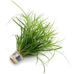 K2AQUA Juncus Repens Live Aquarium Plant for Freshwater Tropical Tank Aquascaping