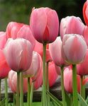 Gebdinsh Garden® Light Pink Color Imported Tulip Aromatic Flower Bulbs For Your Home Gardening | Pack of 5 bulbs