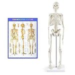breesky Human Skeleton Model for An