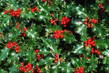 10 Holly Hedging Plants Native Evergreen Ilex Aquilfolium Fast Growing Shrubs 40-60cm Potted Sunnyside Nurseries