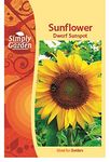 Simply Garden Dwarf Sunspot Sunflower Seeds for Planting UK Grow Your Own Flowers