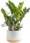 Costa Farms ZZ Plant, Live Indoor Houseplant in Modern Decor Planter, Natural Air Purifier in Potting Soil, Gift for Plant Lovers, Birthday Gift, Tabletop Living Room Decor, Desk Decor, 12-Inches Tall