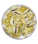 Bum Bum Bhole Cowrie Shells for Lakshmi Puja Peeli Kodi - Kauri - Kowri - Cowry - Kaudi - Cowrie - Gavvalu (Yellow) Set of 108 pic Size 10-15mm