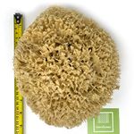 XXL Sea Sponge Very Large 18-20cm Unbleached Honeycomb Natural Seasponge for Bath Use, or Art use (XXL Size Minimum 18cm+) Whole Uncut