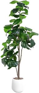 Jocoevol A