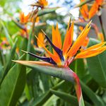 Potted House Plant Resembles Bright Plumage Exotic Bird of Paradise Half- Hardy Perennial Flowering Easy to Grow Your Own 1x 9cm Plant by Thompson and Morgan