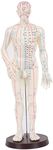 ACS Meridian Model Human Acupuncture Point Statue Male size - 50 CM