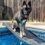 PetStep Dog Ramp for Pools - (Stand