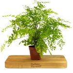 Delta Maidenhair Fern - Adiantum Raddianum in a 12cm Pot